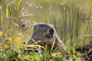 Miscellaneous|marmot-7338831_1920.jpg 